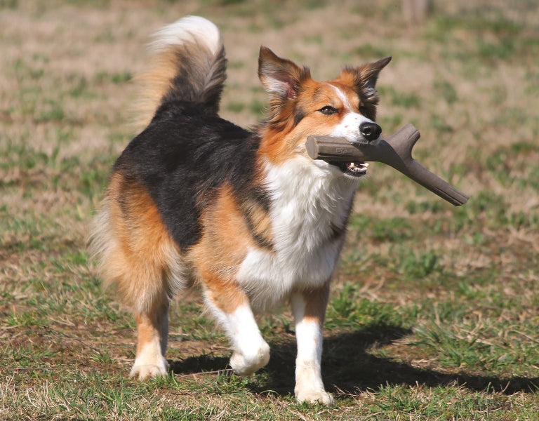 Beagle mix trotting across lawn with Recyclable Play Stick in mouth – sustainable Italian-designed fetch toy, recyclable plastic