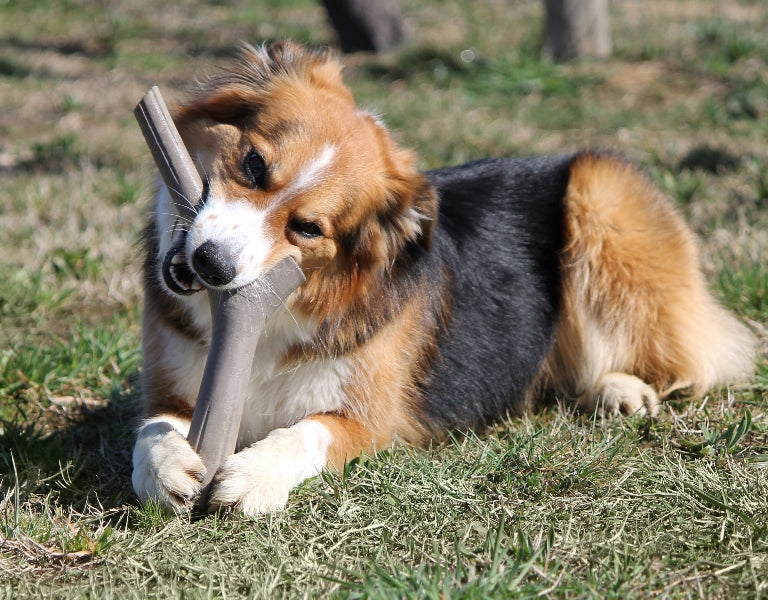 Play Stick - Recyclable Dog Toy