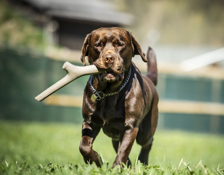 Brown Labrador retrieving brown Recyclable Play Stick in backyard – floating, bouncy safe plastic toy for water and land play.