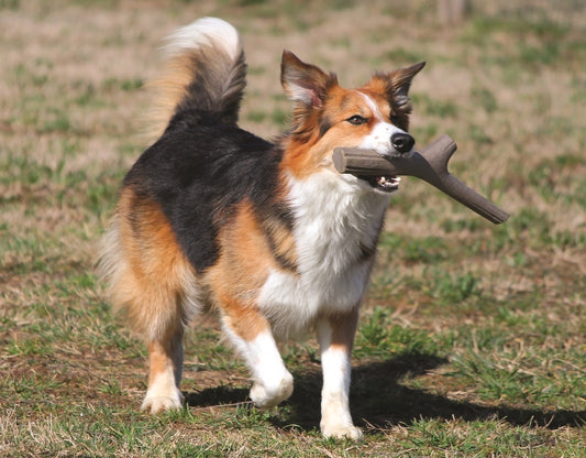 Beagle mix trotting across lawn with Recyclable Play Stick in mouth – sustainable Italian-designed fetch toy, recyclable plastic